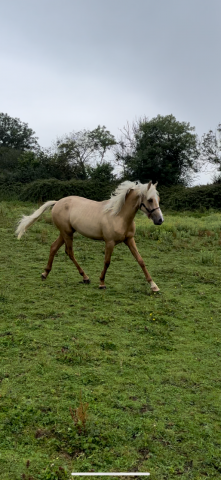 Pfs 1 an par champagne d'ar cus