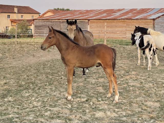 Poney - foal - oc - mâle