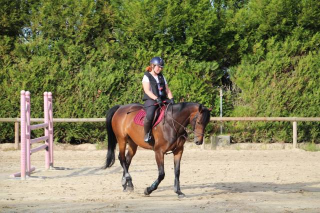 Jument de loisir de 11 ans.