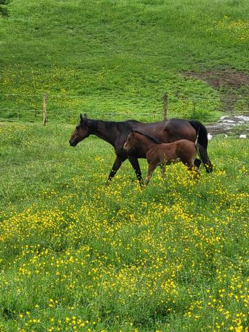 Pension pré / pension retraite allier