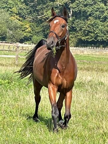 Vends très beau  tf h 5 ans 