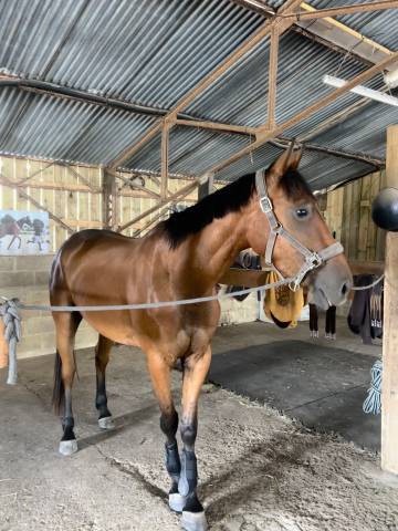 Jeune cheval polyvalent, idéal loisir ou sport