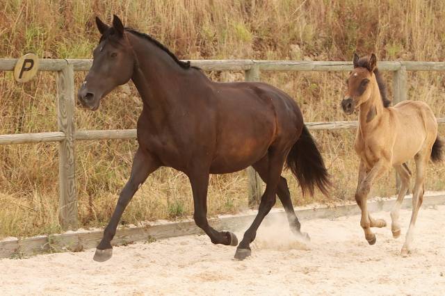 Poulinière pure race espagnole noire gestante