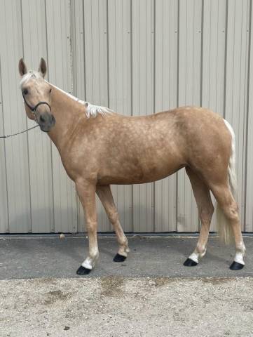 Pfs de sport  6 ans d