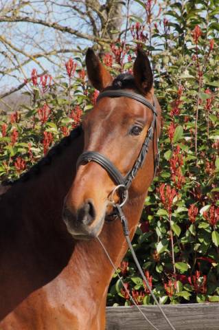 Magnifique hongre de dressage gagnant amateur 2