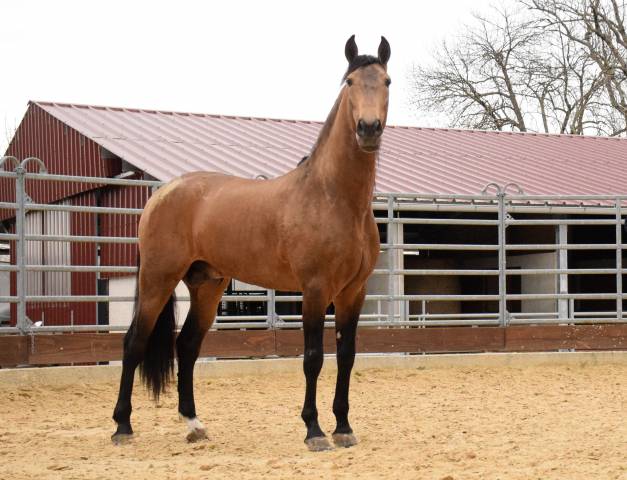 Pre isabelle, haute école, attachant et généreux