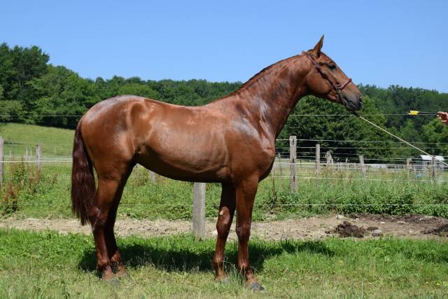 Imperial - pre 3 ans, cheval d'avenir