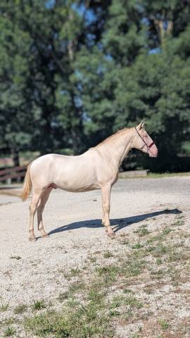Futur reproducteur perlino : atout couleur et caractère