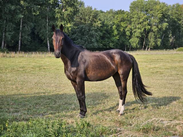 Magnifique jument, bai,  7 ans, 1m76, kannan