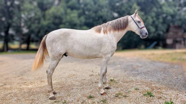 Futur étalon d'exception – ii a tout d'un champion