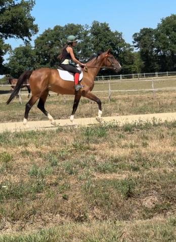 Trotteur français de 4 ans