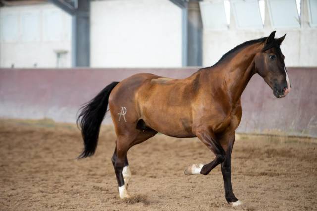 Hongre espagnol x lusitanien