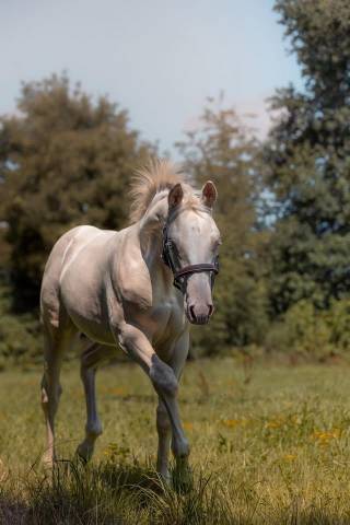 Poulain quarter horse cremello