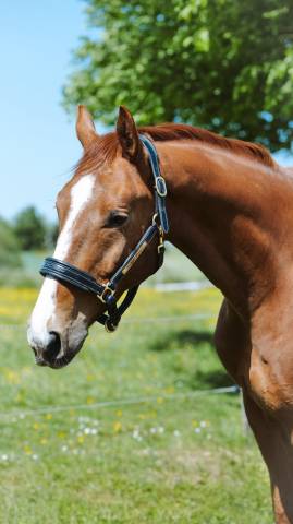 Cheval selle français 7 ans