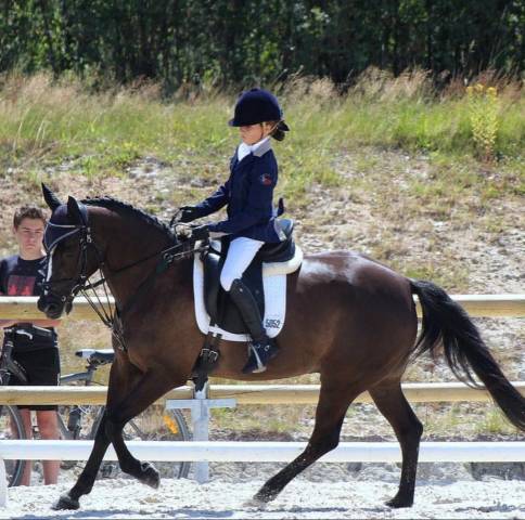 Selle Prestige vénus