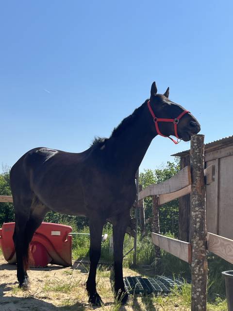 Demis pension - cchampier 38  - hongre d'1m75