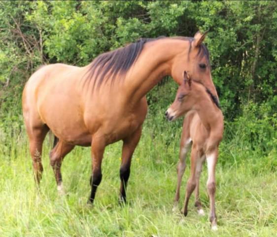 Poulain pur sang arabe