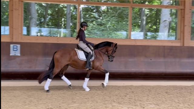 Jument hannovrienne 3 ans à vendre