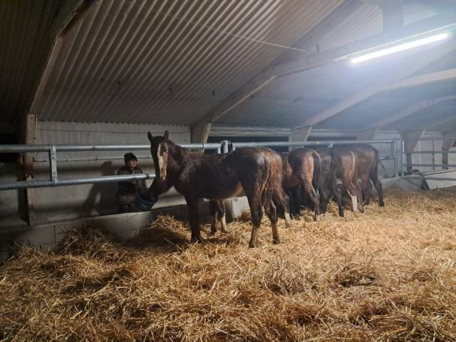 Pension poulain stabulation