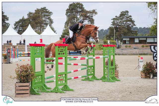 Frivole des grezils, jument francais de selle