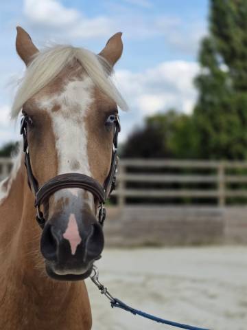 Hongre pie palomino 4 ans