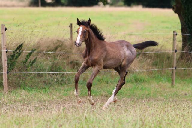 Foal femelle souche jumpy de kreisker