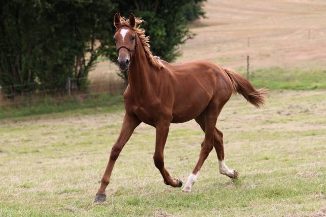 Yearling el barone x chacoon blue souche jumpy