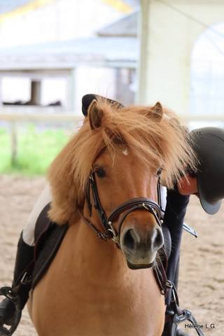 Ponette shetland taille b
