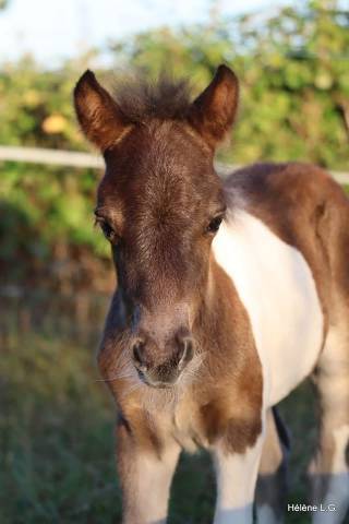 Poulain shetland