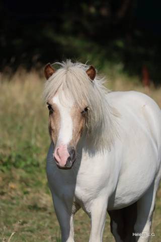 Poulain shetland