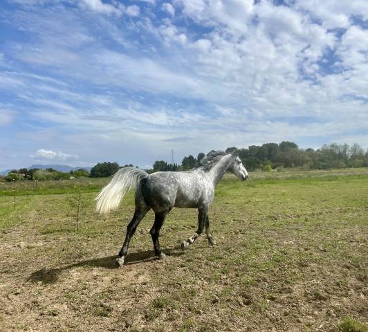 Cheval gentil élégant déjà performant jusqu'a 130