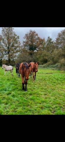 Pensions chevaux - ecurie le prelong - 49460 montreuil juigne