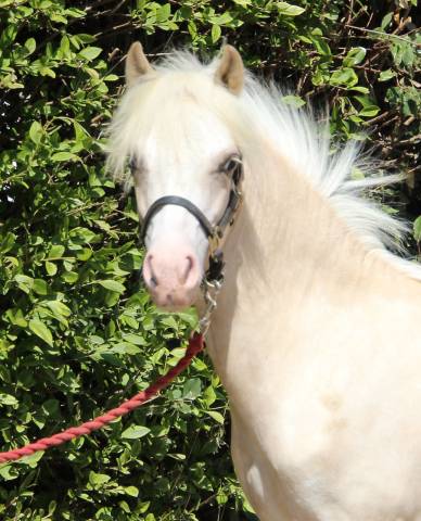 Mâle wa palomino dw20