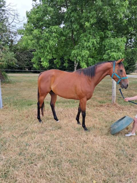 Femelle ps de 5 ans a vendre