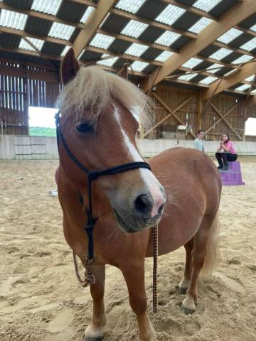 Poney hongre 5 ans, 86 cm