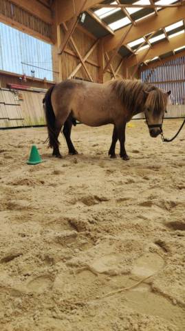 Poneys 4 ans 