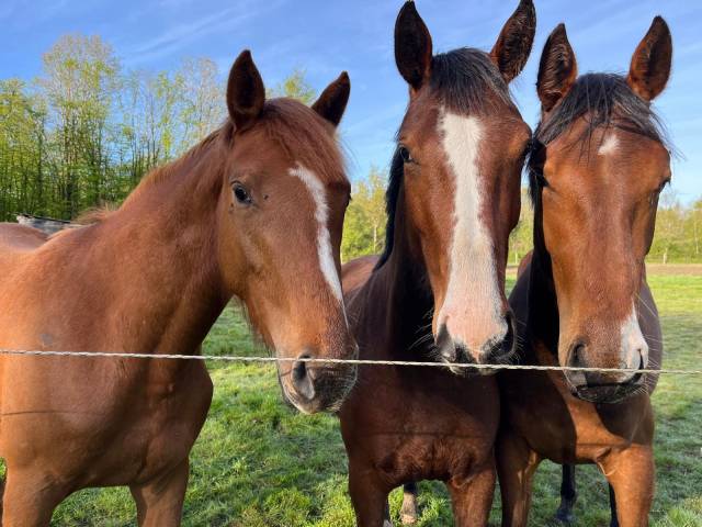Pension libre dans l'indre a mouhet