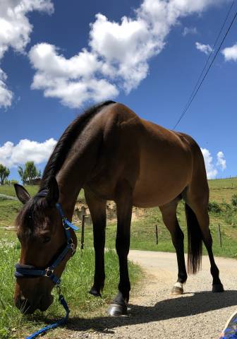 Jument trotteuse baie