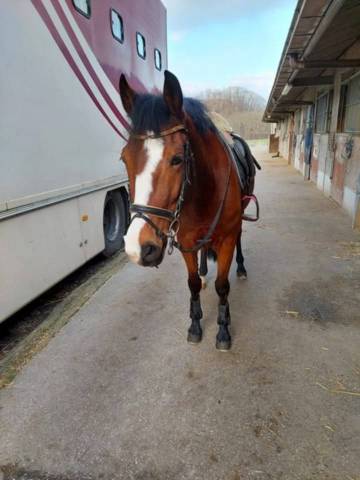 Ponette new forest de 13 ans