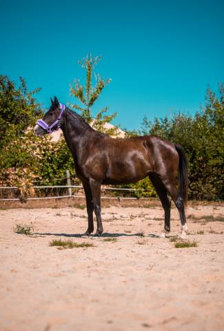 Poney welsh part bred