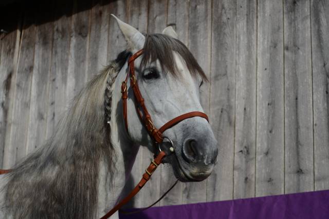 Jument pre pp polyvalente