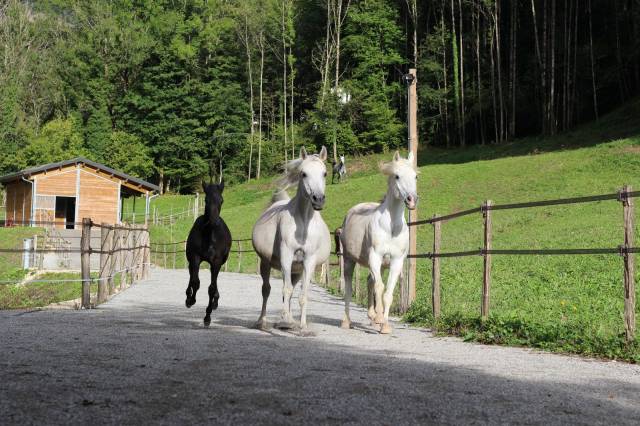 Propriété équestre sur 1 hectare