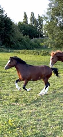 Magnifique welsh mountain plein papiers