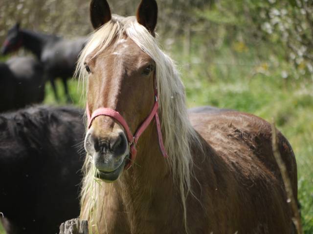 Cherche palefrenier mi-temps cdi