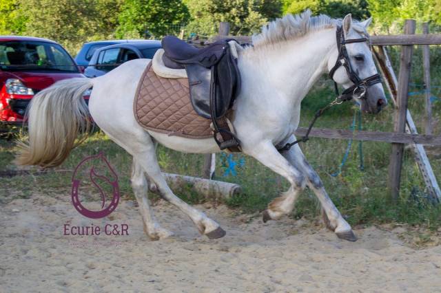 Milorade du pastre