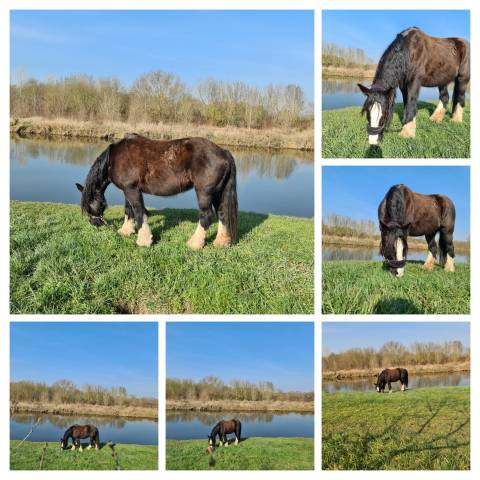 Cherche cavalier/cavalière pour chevaux de loisir