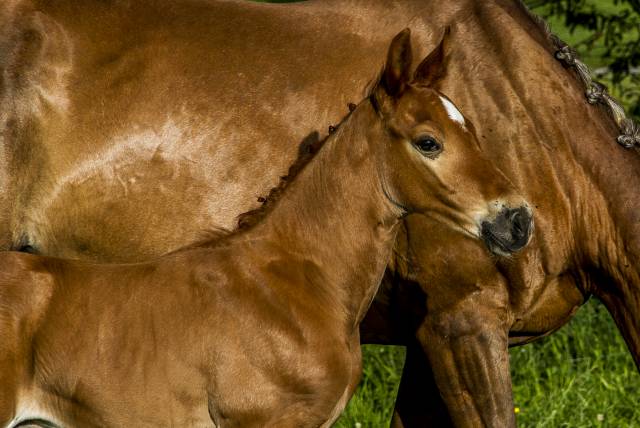 ! poulain exceptionnel !