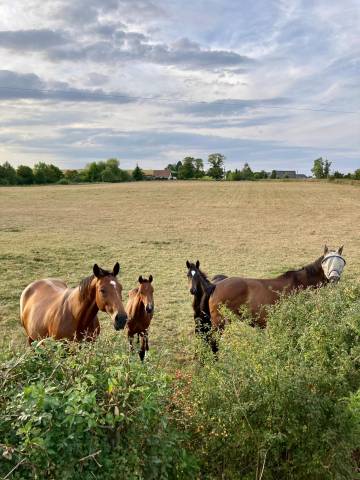 Pension pré elevage retraite repos