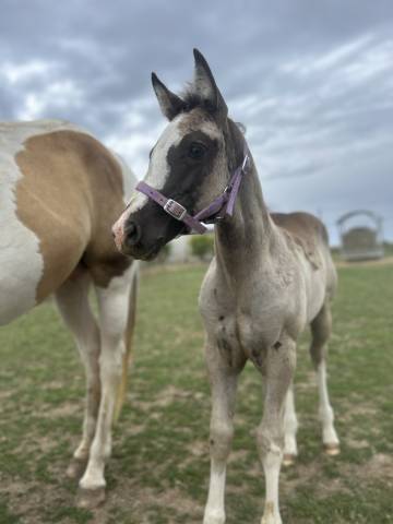 Pouliche paint horse