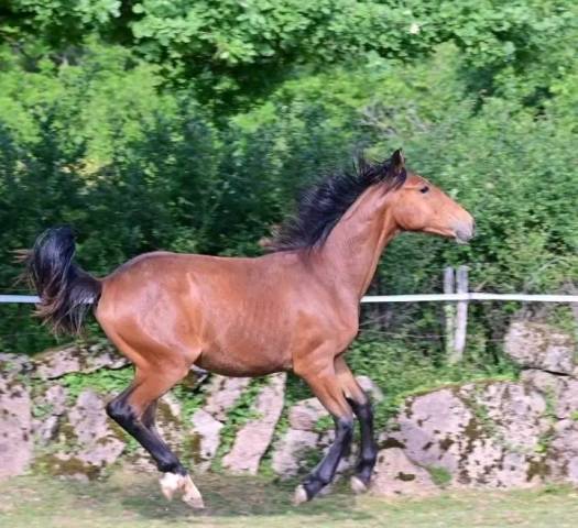 Magnifique pouliche avec des allures et des aplombs